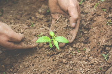 The farmer's hand carries the fertile soil to his marijuana tree.