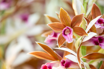 Beautiful orchid background.