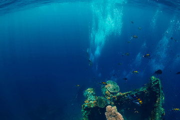 Freediver man dive underwater at shipwreck in Bali. Freediving in ocean