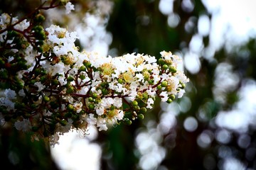 white flowers in garden