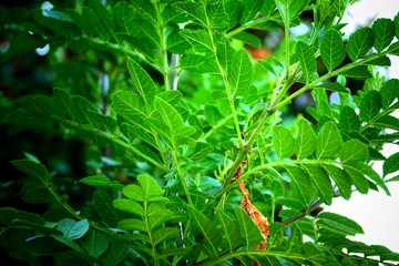 tree leaves and branches 