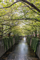 Tree Tunnel over the river in Japan