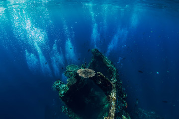 Beautiful underwater world with tropical fish and corals at shipwreck