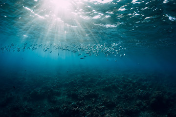 Fototapeta na wymiar Underwater view with tuna school fish in ocean