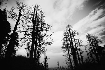 silhouette of dead trees in black and white