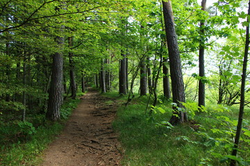 Obraz premium leśne ścieżki