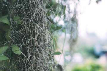 The roots of yellow orchids