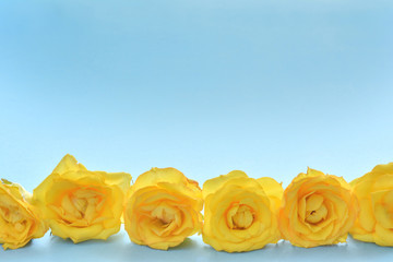   Yellow roses on a blue background