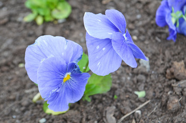Flowers of blue tricolor violet