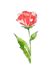 Watercolor red poppy flower isolated on white background.