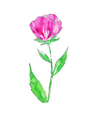 Watercolor flower isolated on white background.