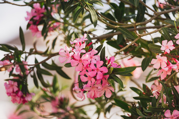 Oleander flowers on a shrub under creamy sunset light. Tropical resort concept.