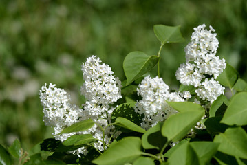 White lilac flowers on a bush close up on a clear day