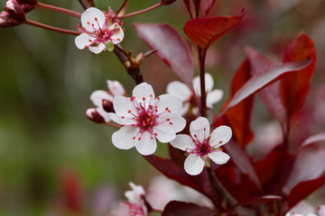 Macro view of white blossoms on a purple leaf sand cherry bush