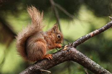 Naklejka na ściany i meble A stunning Red Squirrel, Sciurus vulgaris, sitting in a tree eating a nut.
