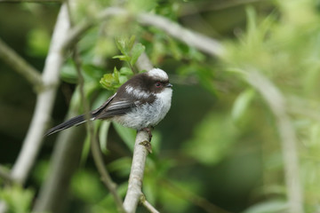 	 A cute baby Long-tailed Tit, Aegithalos caudatus, perched in a tree. It is waiting for its parents to come back and feed it.	