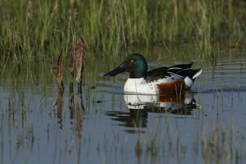 A beautiful male Shoveler Duck, Anas clypeata, swimming in a river.	