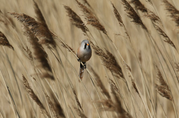 A pretty Bearded Tit, Panurus biarmicus, perching on the stem of a reed at the edge of a river in...