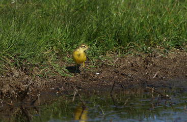 A stunning Yellow Wagtail, Motacilla flava, hunting for insects to eat in a marshy meadow in the...