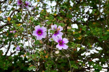 pink flowers in the garden