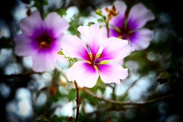 pink flowers in the garden