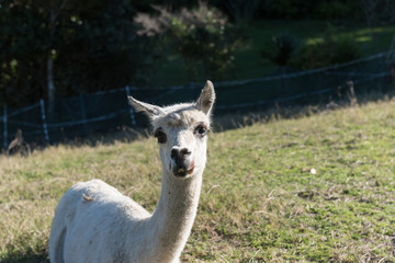 The head and neck of a recently shorn alpaca on a farm in Whangarei, Northland, New Zealand.