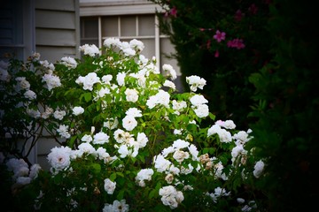 white flowers near house