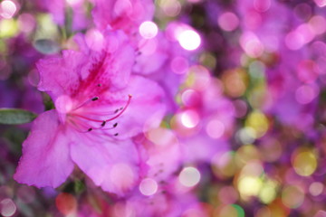 Fototapeta na wymiar beautiful pink rhododendron flower on colored blurred background with bokeh