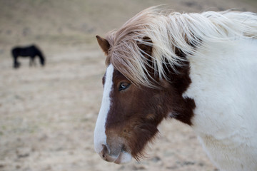 Obraz premium wild iceland horses with snow