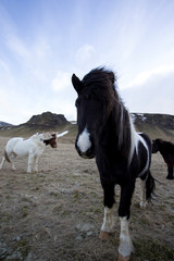 Obraz premium wild iceland horses with snow