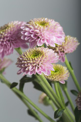 Pink flower in bloom close up still on a white bouquet