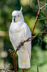 Sulphur Crested Cockatoo Vert
