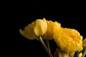 Yellow smooth petals peony flower bouquet on a solid black background © jordieasy