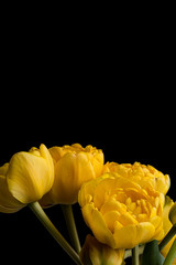 Obraz premium Yellow smooth petals peony flower bouquet on a solid black background