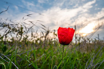 red poppy on the side of a vineyard