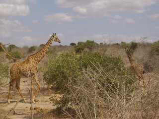 Giraffen in der Masai Mara