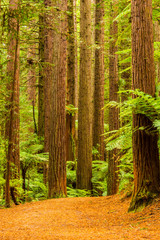 Fototapeta premium Rotorua Redwoods Forest Walk 