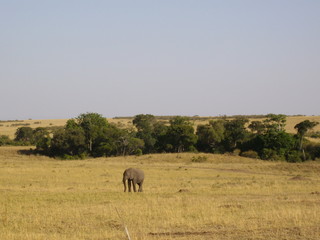 Einsamer Elefant in der Masai Mara