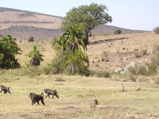 Fototapeta na wymiar Paviangruppe in der Masai Mara