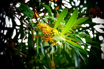 tree leaves and branches 