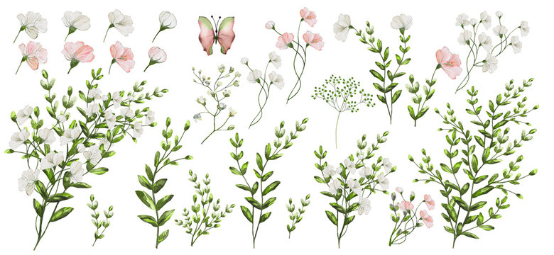 Watercolor illustration. Botanical collection. Set of wild and garden flowers, leaves, branches and other natural elements. All drawings isolated on white background. Pink and white flowers.