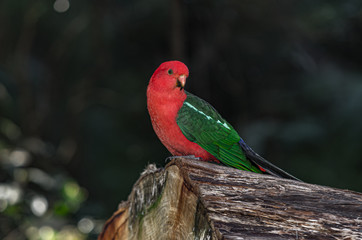 King Parrot on Log Head Turned