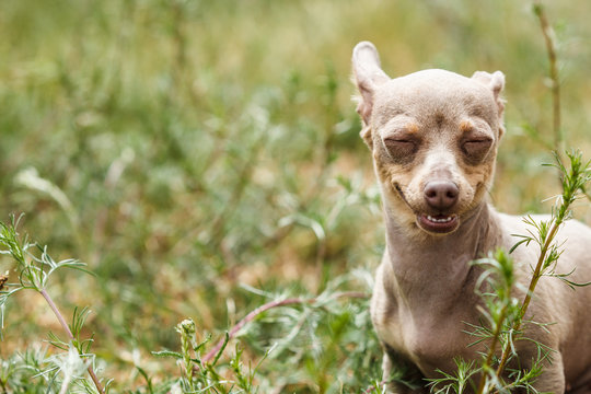 Little dog playing outside