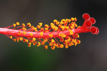 Hibiscus © Stephan von Mikusch
