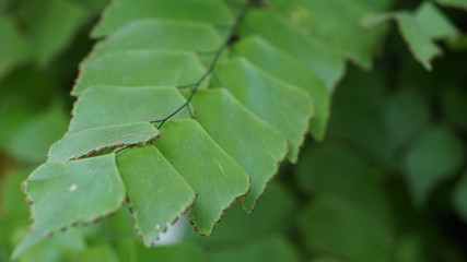 GREEN LEAF