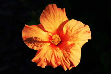 Hibiscus © Stephan von Mikusch