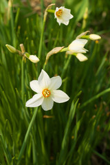 Narcissus flowers on a sunny May day