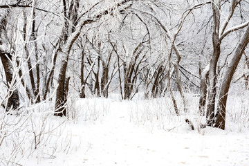 winter deciduous forest and trees in it are covered with strong frost after frost