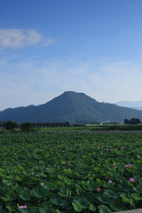 滋賀県の早崎ビオトープに咲く蓮の花と葉の群生の自然の夏景色です