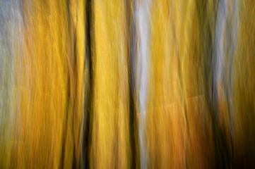 Gelbe Lanzgezeitbelichtung im Wald 1
